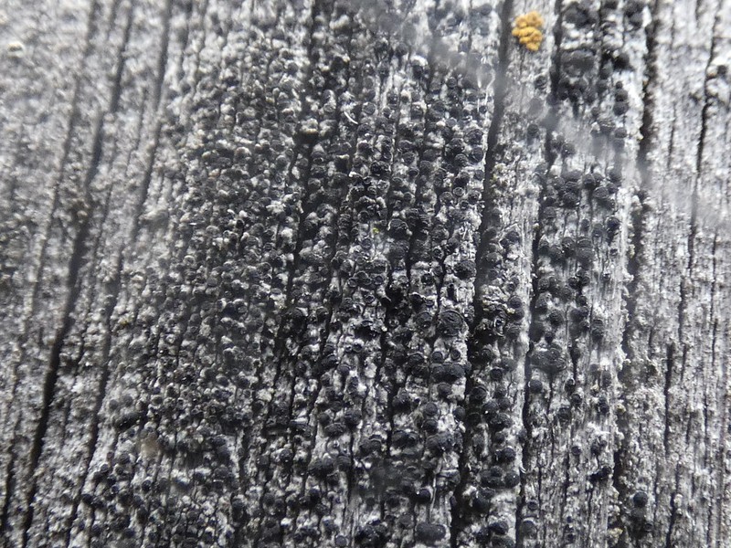 Thelomma Lichen photo 4