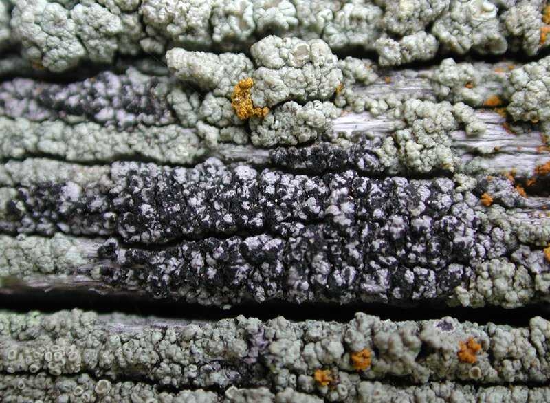 Thelomma Lichen