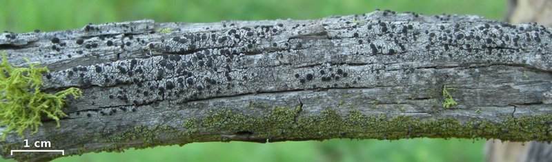 Thelomma Lichen photo 2