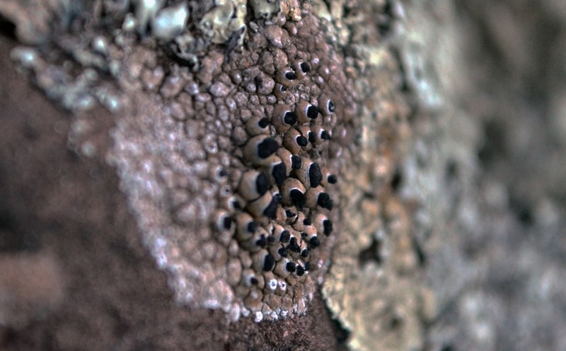 Santesson's Thelomma Lichen photo 2