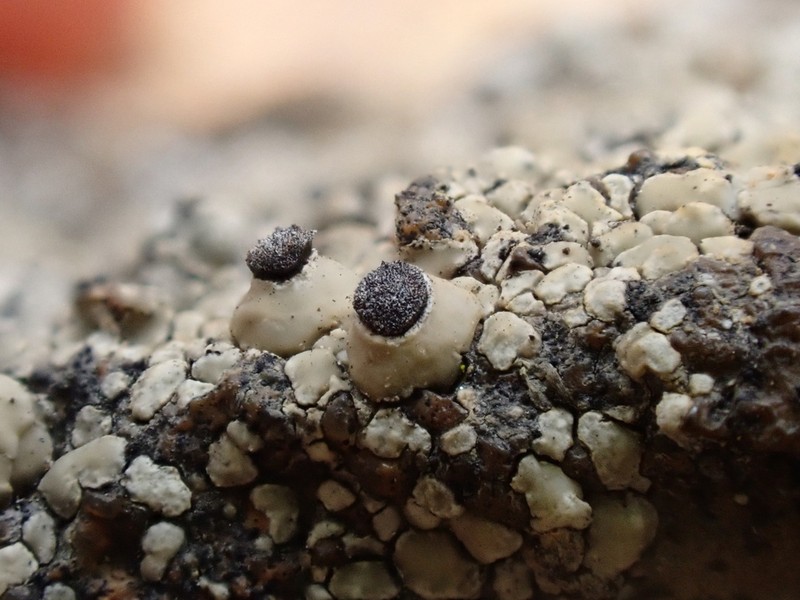 Santesson's Thelomma Lichen photo 3