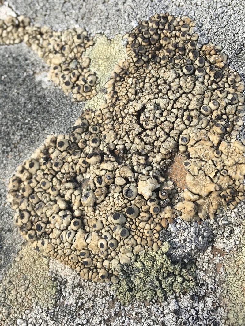 Santesson's Thelomma Lichen photo 4