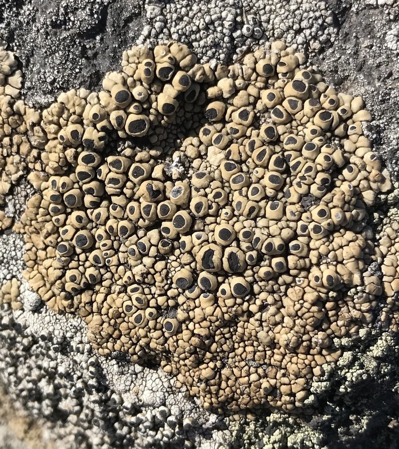 Santesson's Thelomma Lichen photo 5