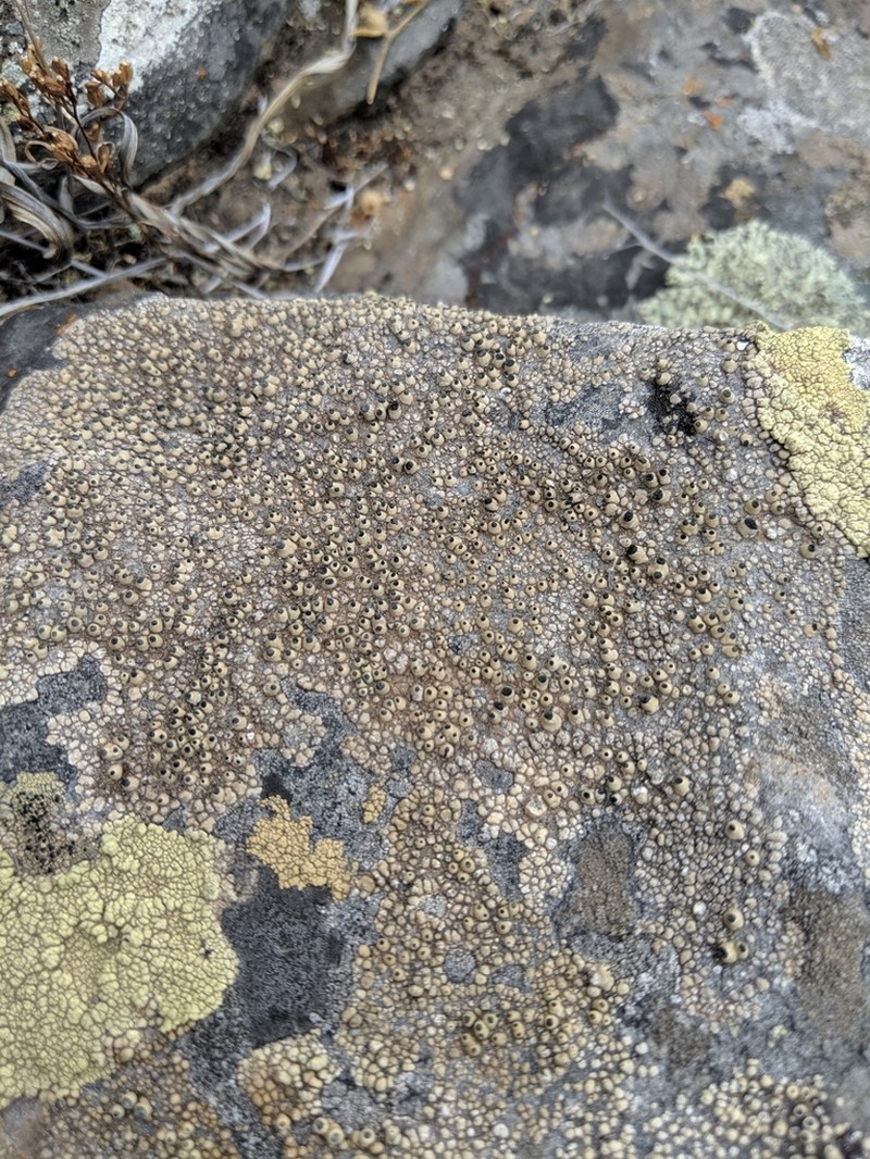 Santesson's Thelomma Lichen photo 6