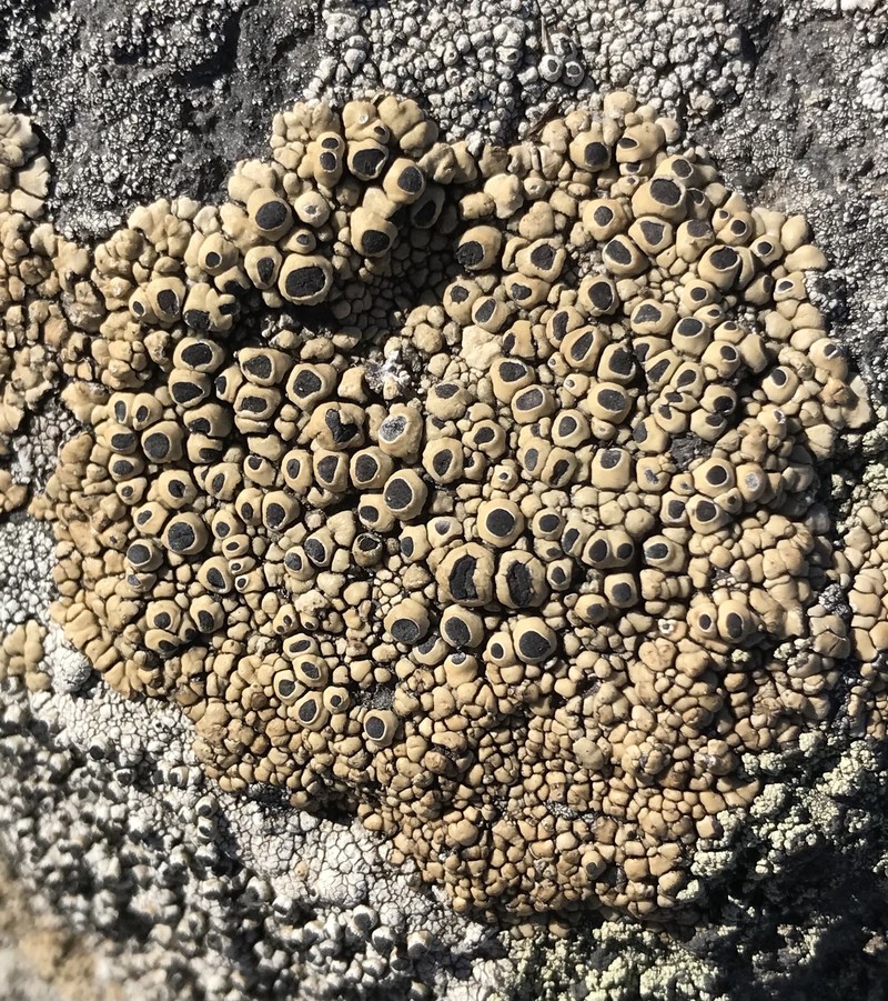 Santesson's Thelomma Lichen photo 7