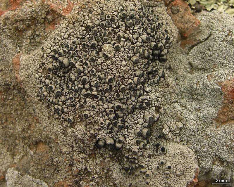 Santesson's Thelomma Lichen