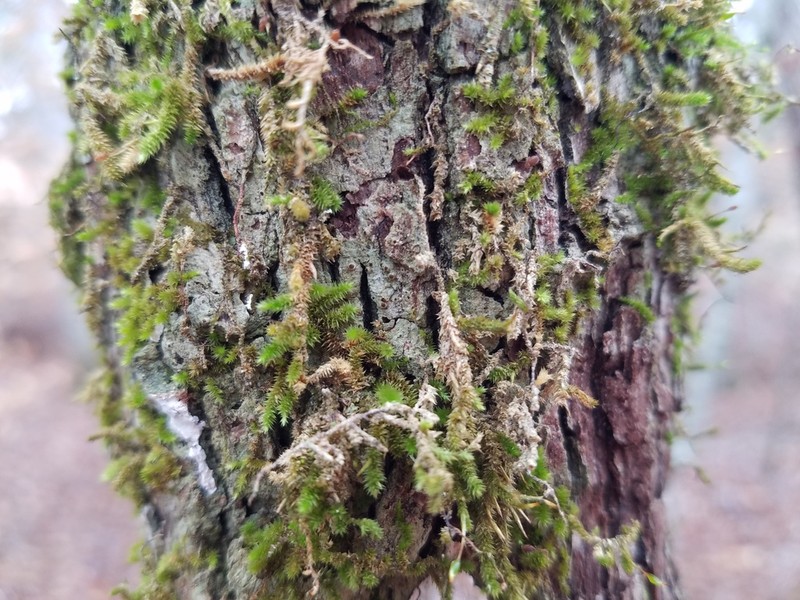 Thelopsis Lichen
