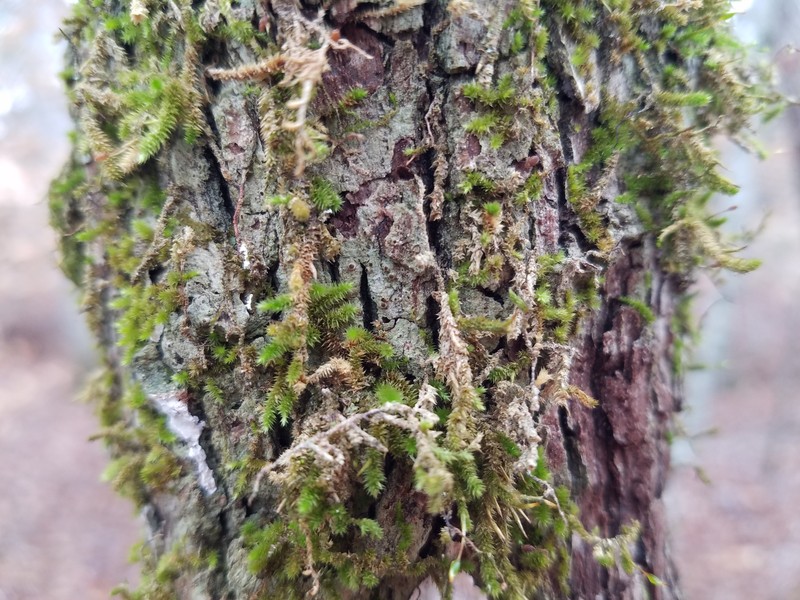 Thelopsis Lichen photo 2