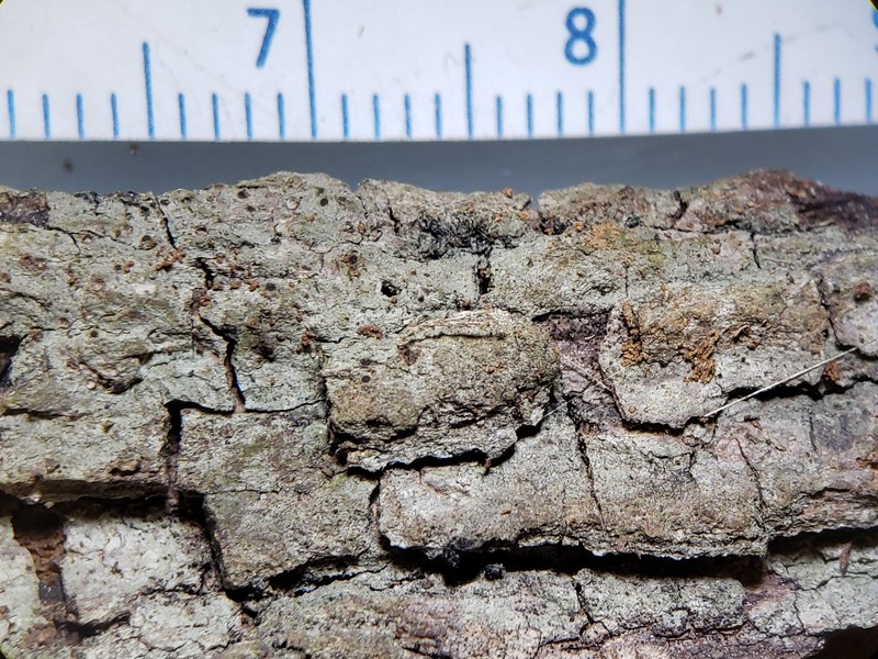 Thelopsis Lichen photo 3