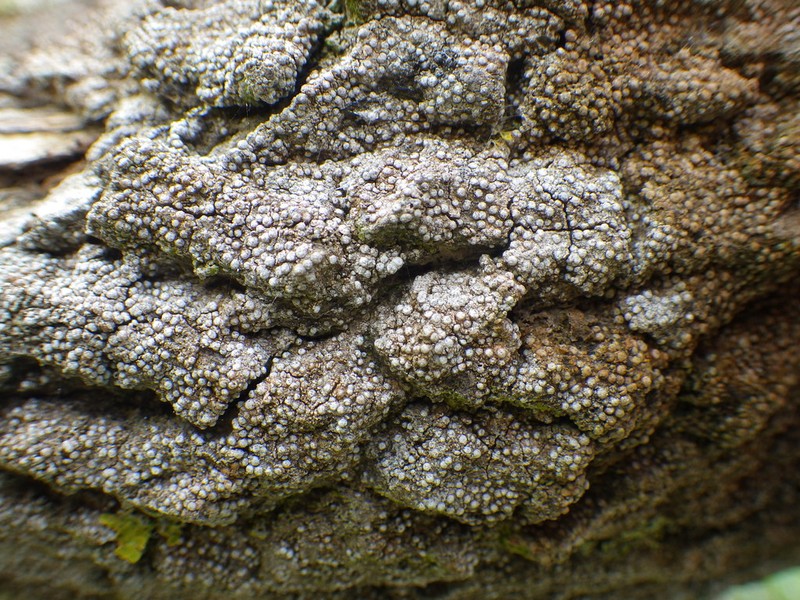 Thelopsis Lichen