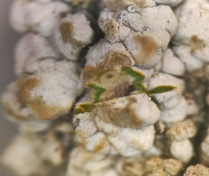 Thelopsis Lichen photo 2