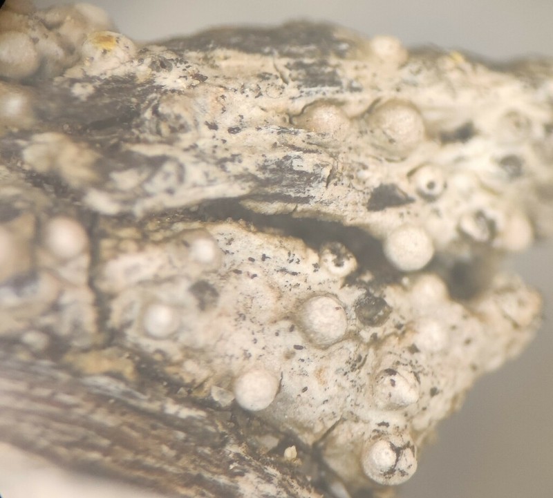 Thelopsis Lichen photo 3