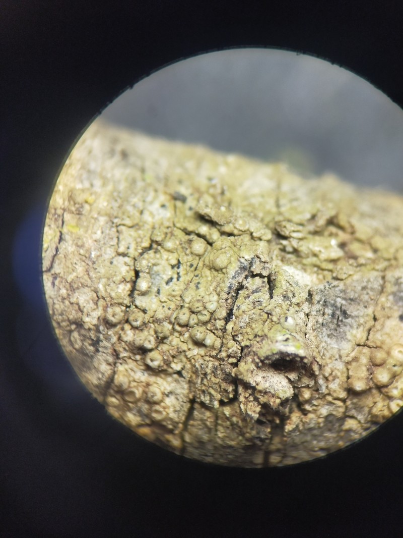 Thelopsis Lichen photo 4