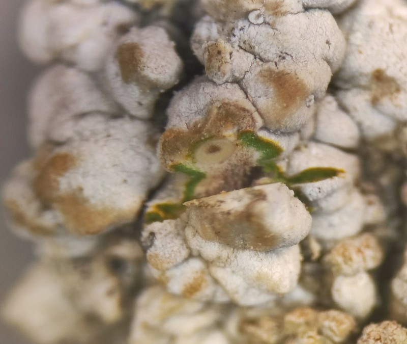 Thelopsis Lichen photo 6
