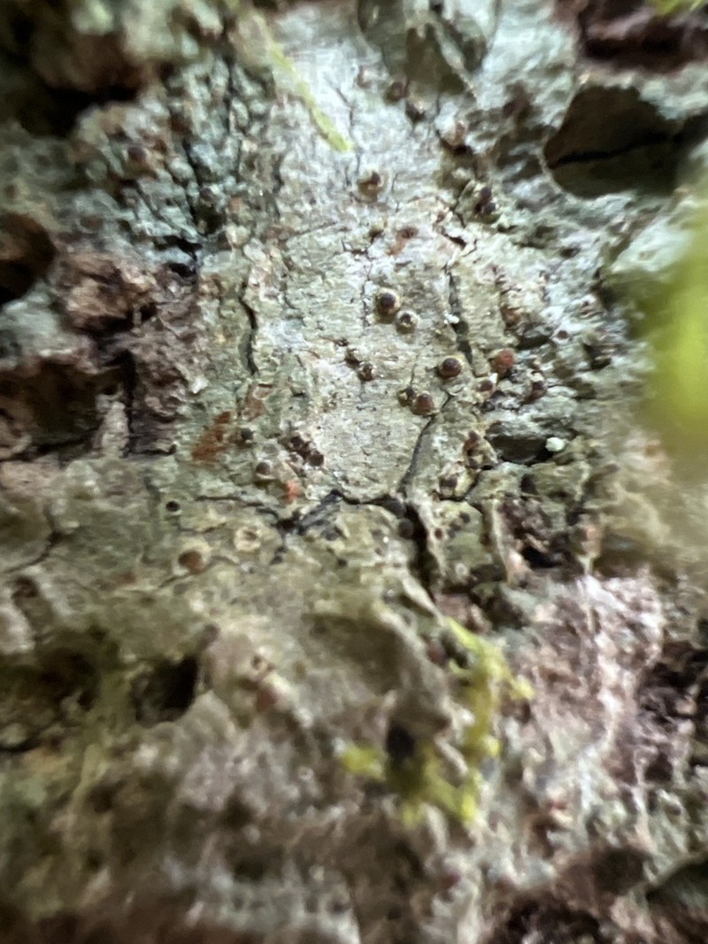 Thelopsis Lichen