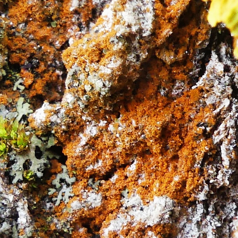 Thelopsis Lichen photo 3