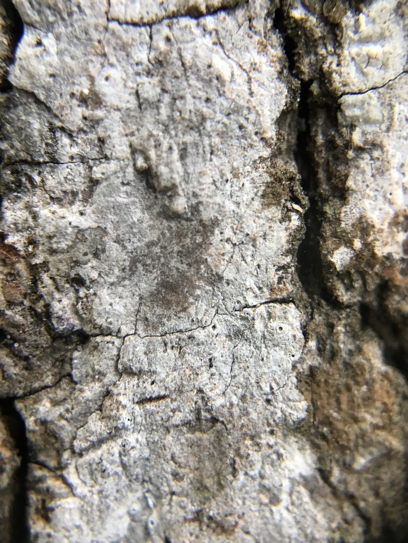 Defect Barnacle Lichen