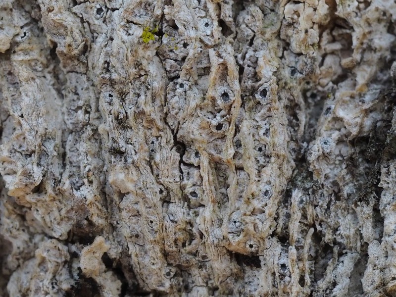 Defect Barnacle Lichen photo 2
