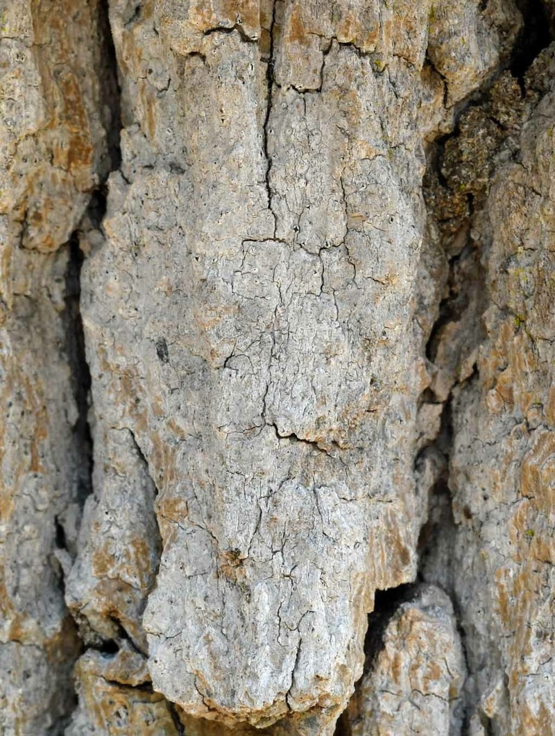 Defect Barnacle Lichen photo 5