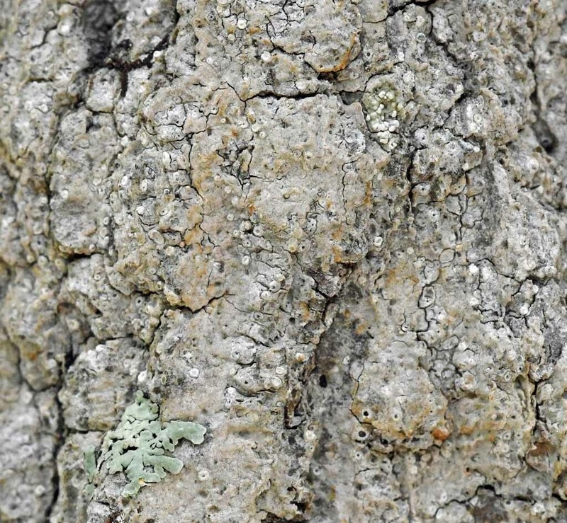Defect Barnacle Lichen photo 6