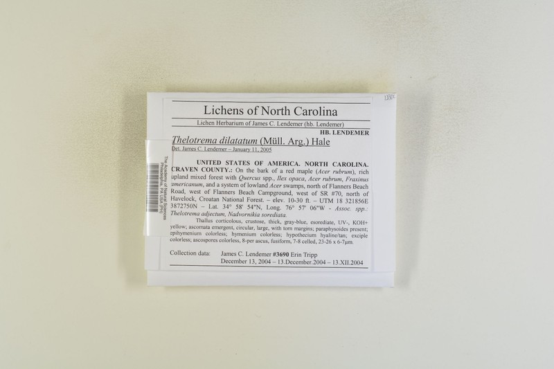 Thelotrema dilatatum photo 3