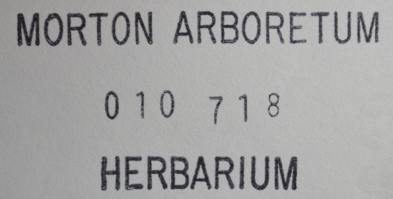 Thelotrema halei