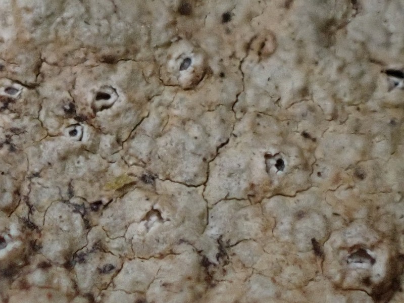 Barnacle Lichen