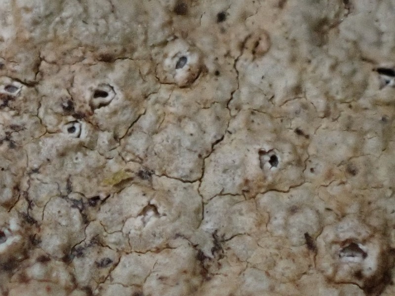 Barnacle Lichen photo 2
