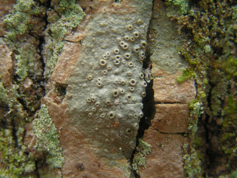 Barnacle Lichen photo 3