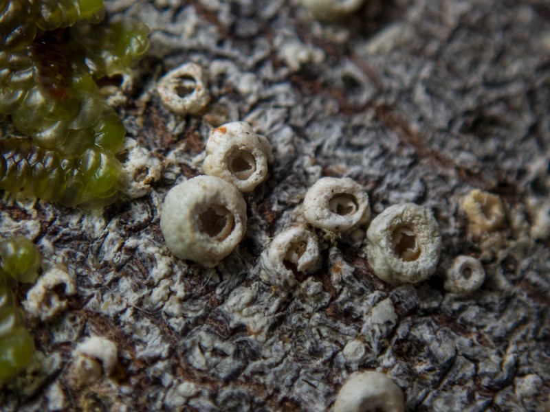 Barnacle Lichen photo 4