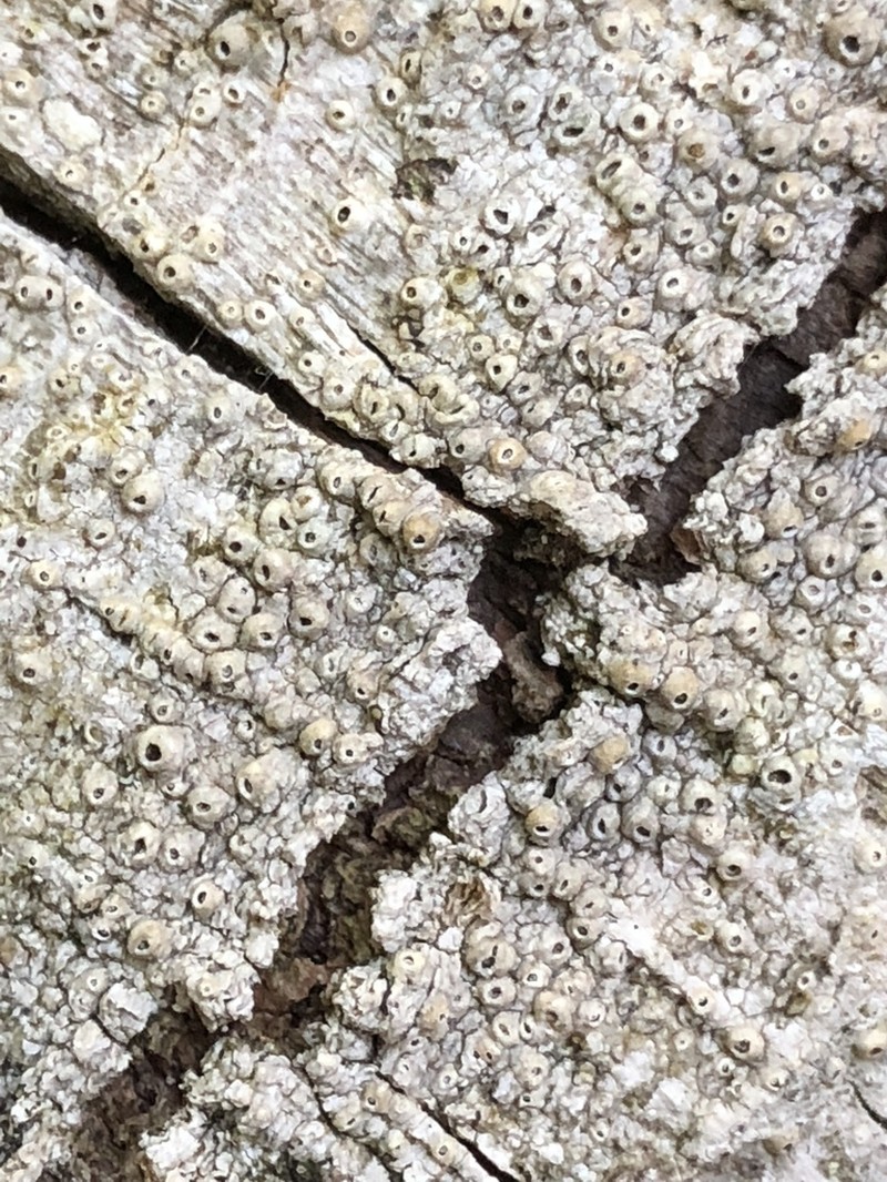 Barnacle Lichen photo 5