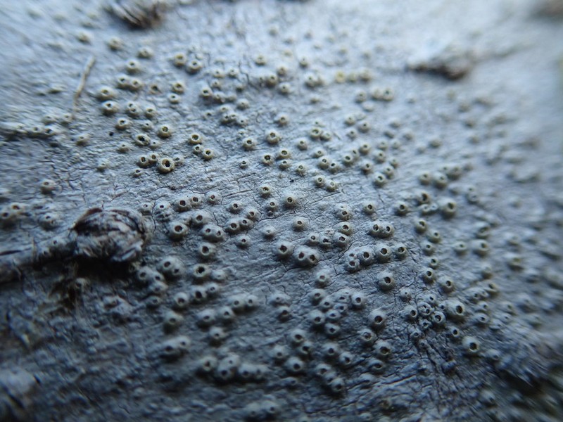 Barnacle Lichen photo 6