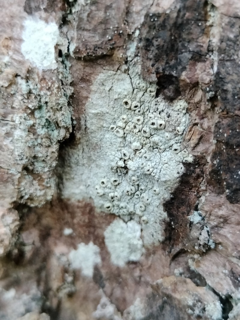 Barnacle Lichen photo 7