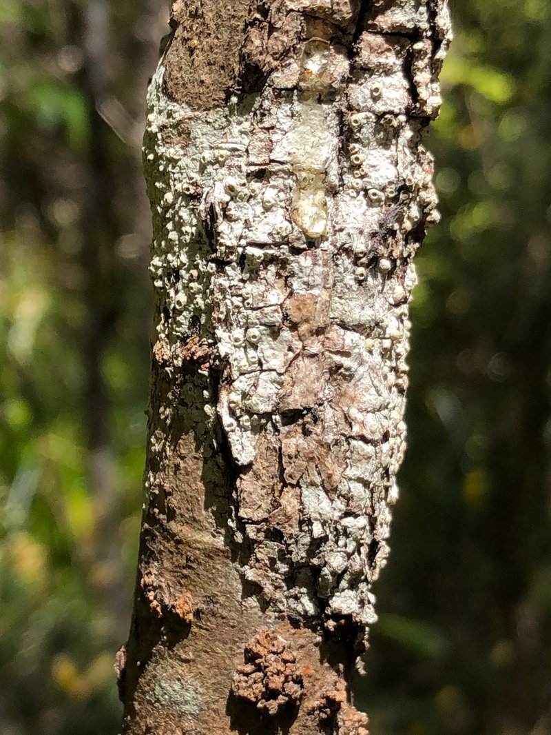 Barnacle Lichen photo 5