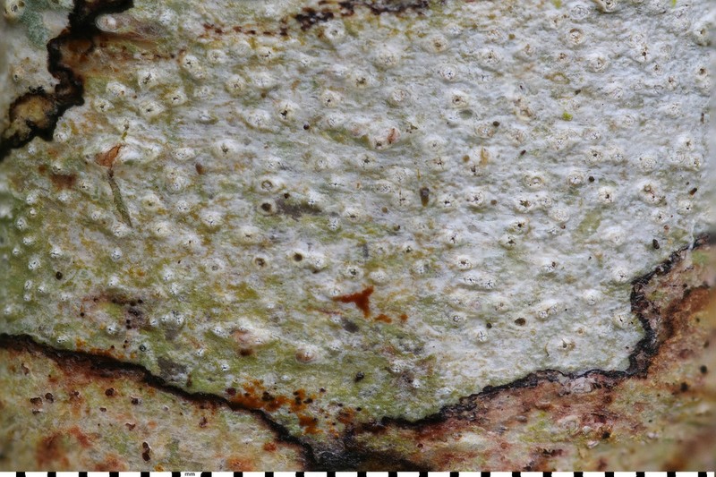 Thelotrema petractoides