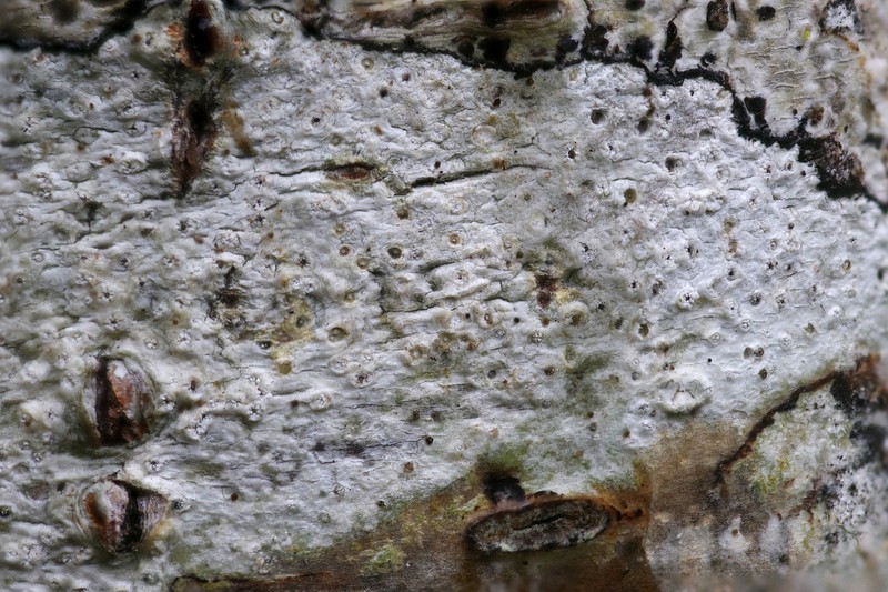 Thelotrema petractoides photo 3