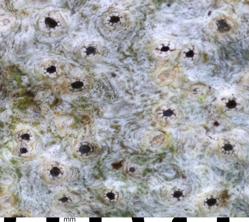 Thelotrema petractoides photo 4
