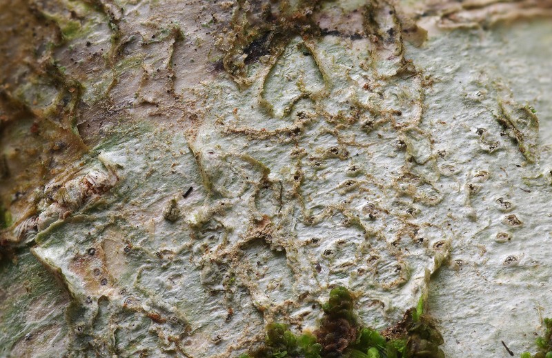 Thelotrema petractoides photo 7