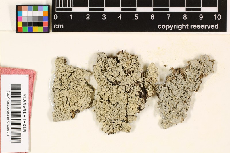 Barnacle Lichen photo 2