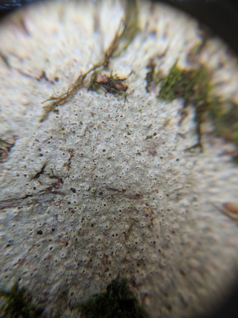 Barnacle Lichen