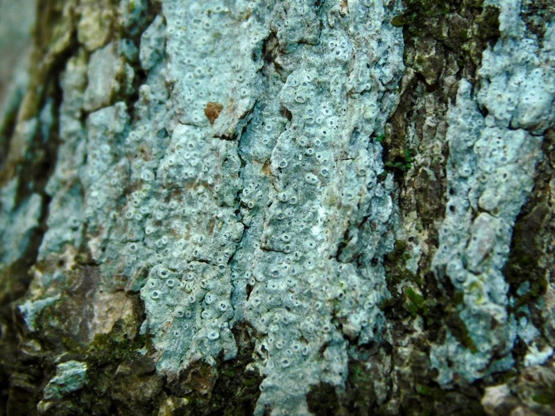 Barnacle Lichen photo 2