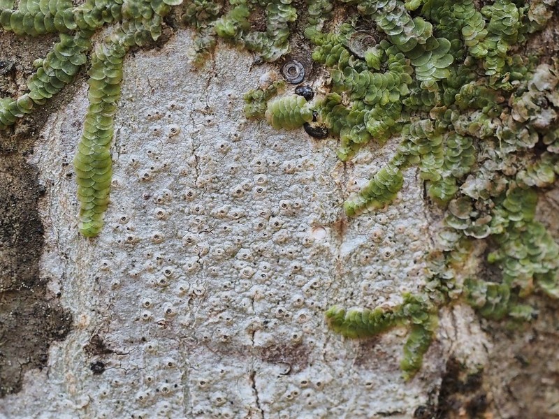 Barnacle Lichen photo 3