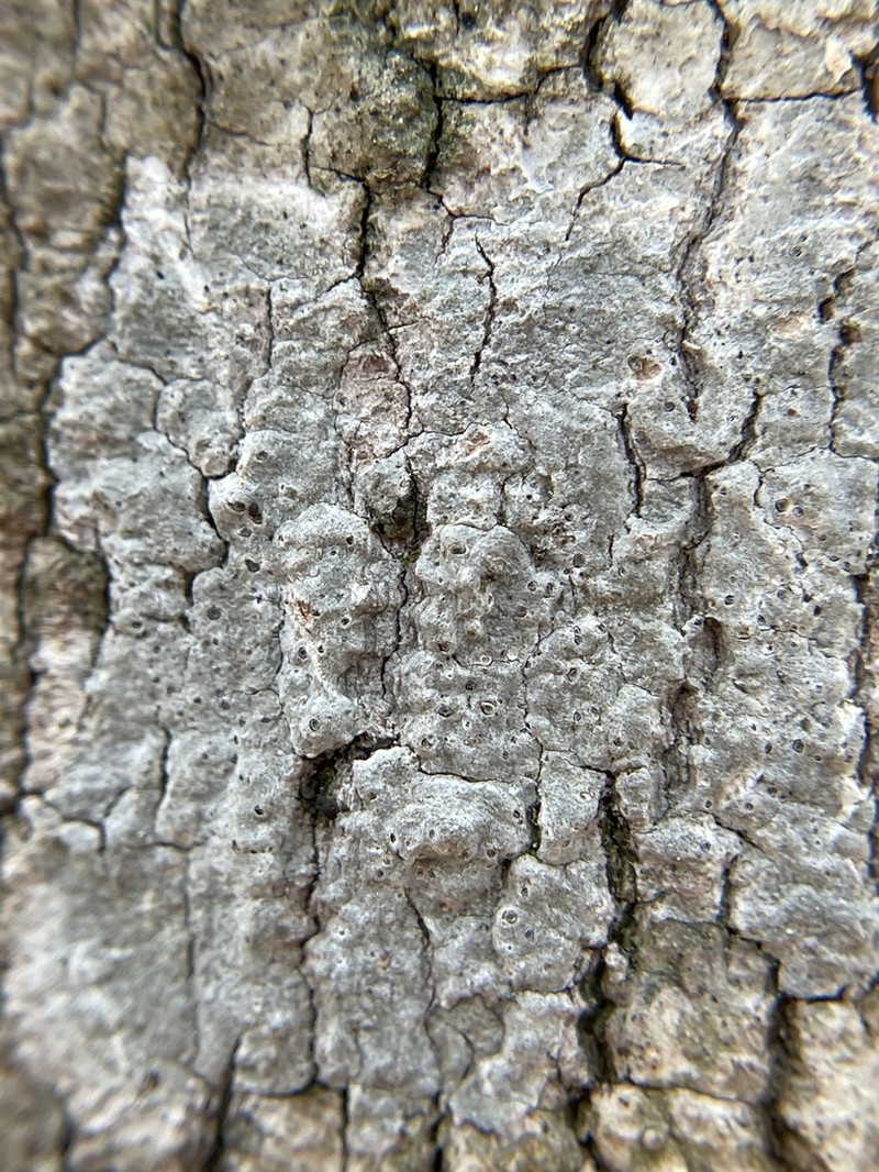 Barnacle Lichen photo 4