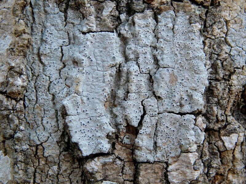 Barnacle Lichen photo 5