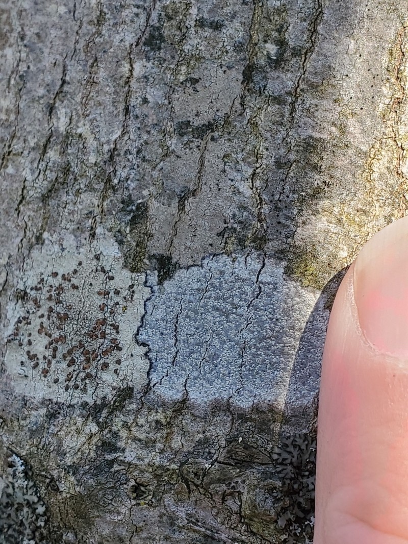 Barnacle Lichen photo 6
