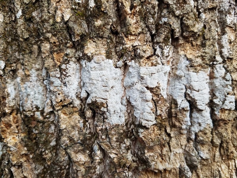 Barnacle Lichen photo 7