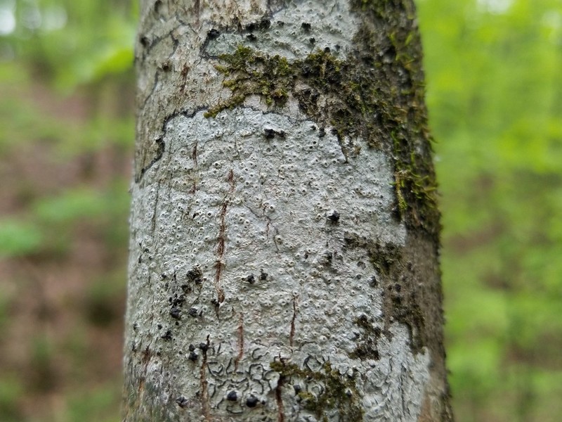 Barnacle Lichen photo 8