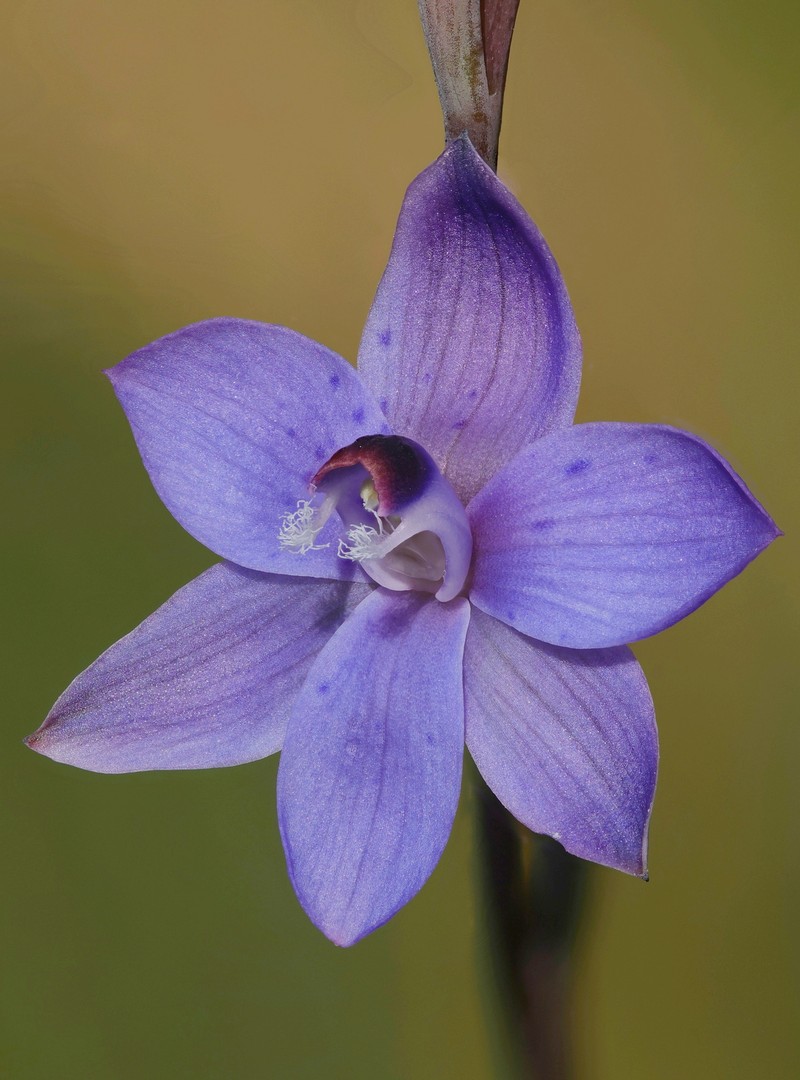 Thelymitra abrupta photo 3