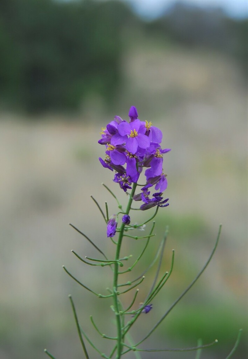 Long Valley Tumblemustard