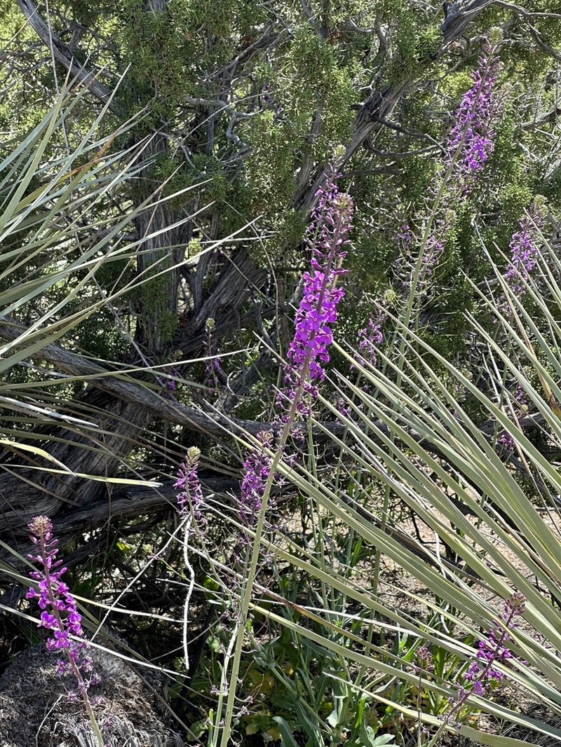 Long Valley Tumblemustard photo 2